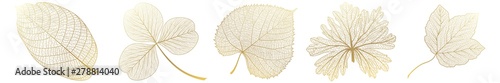 Set leaves on white. Vector illustration.