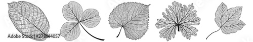 Set leaves on white. Vector illustration.