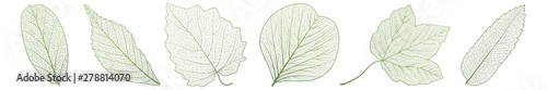 Set leaves on white. Vector illustration.