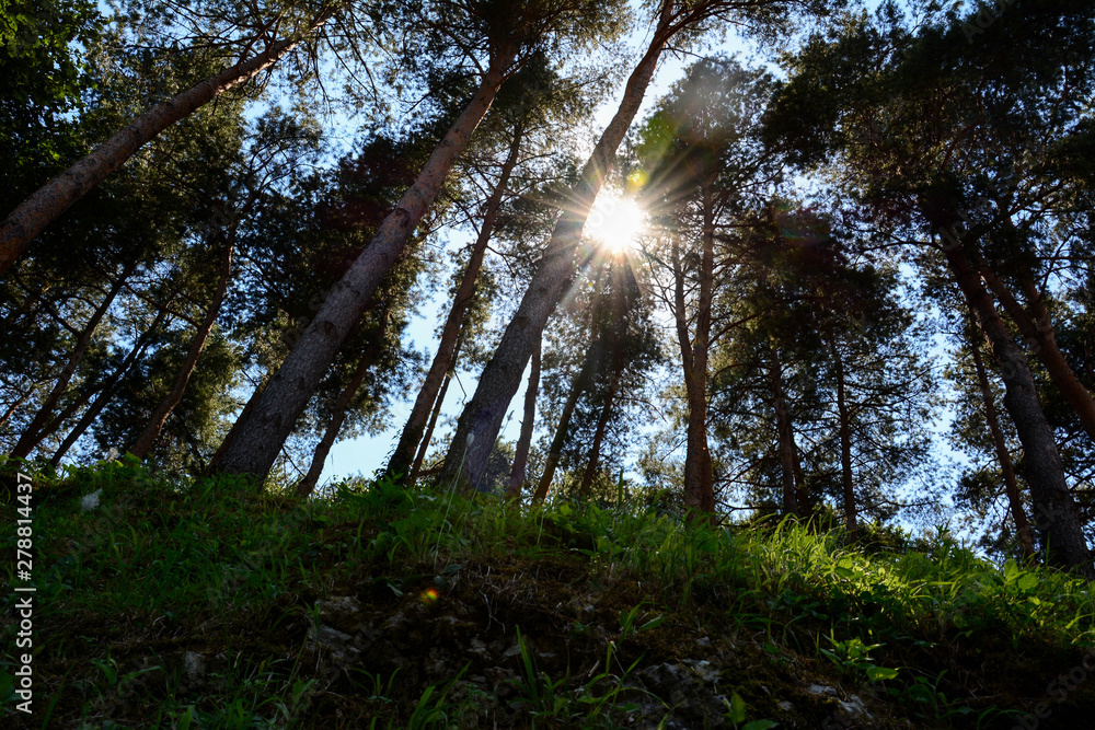 Fototapeta premium Sunrise in the Pine Forest. Copy space, background, lens flare.Pinopsida, pinophyta.