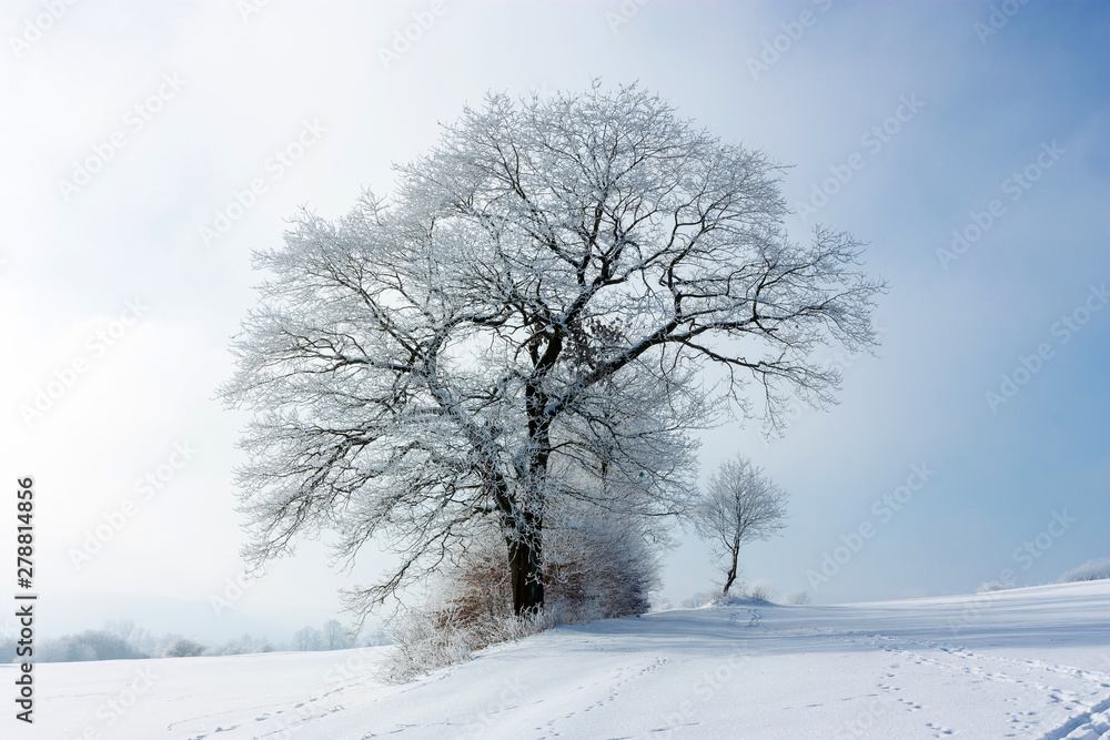 Winter landscape with a large lonely frosty tree on a cloudy frosty day. The large crown of the tree is covered with hoarfrost. The concept of confrontation. Close-up Winter landscape with a large lonely frosty tree on a cloudy frosty day. The large crown of the tree is covered with hoarfrost. The concept of confrontation. Close-up