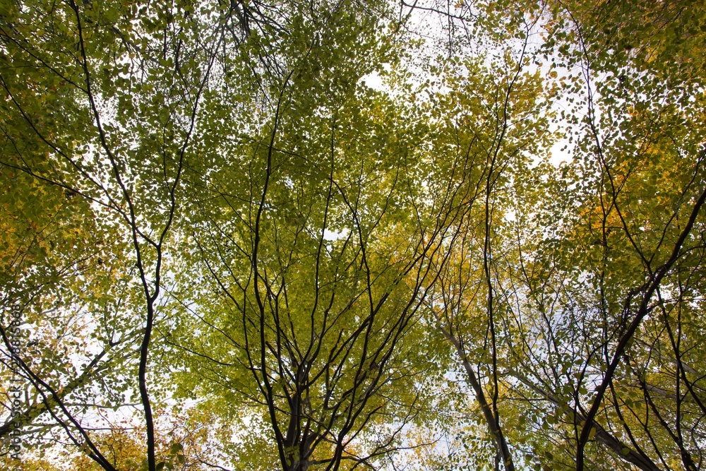 Fototapeta premium Aachener Wald Grenzroute