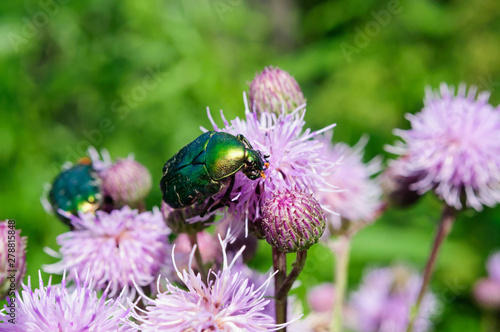 Green beetle Cetonia aurata on a flower of Thistle.