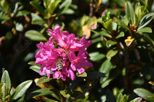 Bewimperte Alpenrose, Alpenrose, Almrausch, Almenrausch, Steinrose, Blüte, Blüten, Blume, Alpenblume, Rhododendron hirsutum, Heidekraut, Heidekrautgewächs, Busch, Strauch, immergrün, Zweig, Blatt, Blä photo