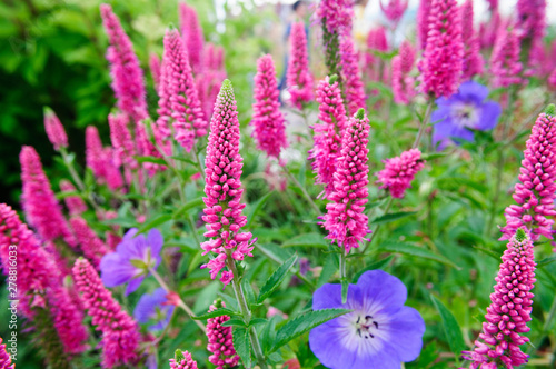 Purple flowers Veronica longifolia in the garden.