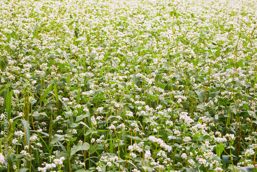 Flowering growing buckwheat plant in agricultural field. Flowering growing buckwheat plant in agricultural field. Buckwheat Flower is attracting pollinators such as honey bees or bumblebee Flowering growing buckwheat plant in agricultural field. Flowering growing buckwheat plant in agricultural field. Buckwheat Flower is attracting pollinators such as honey bees or bumblebee