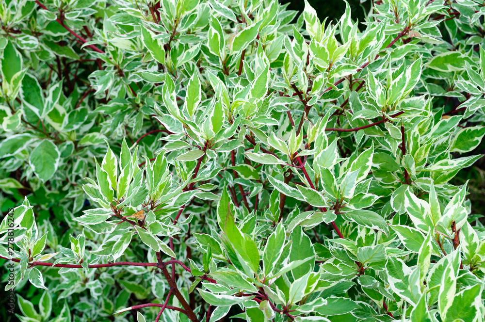 Fototapeta premium Branches of white green leaves Euonymus in the garden.