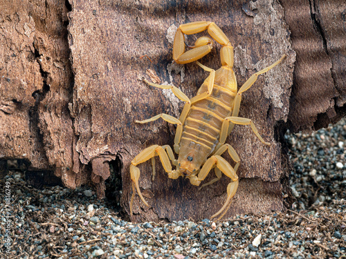 female Arizona bark scorpion, Centruroides sculpturatus, xeric color morph, on bark