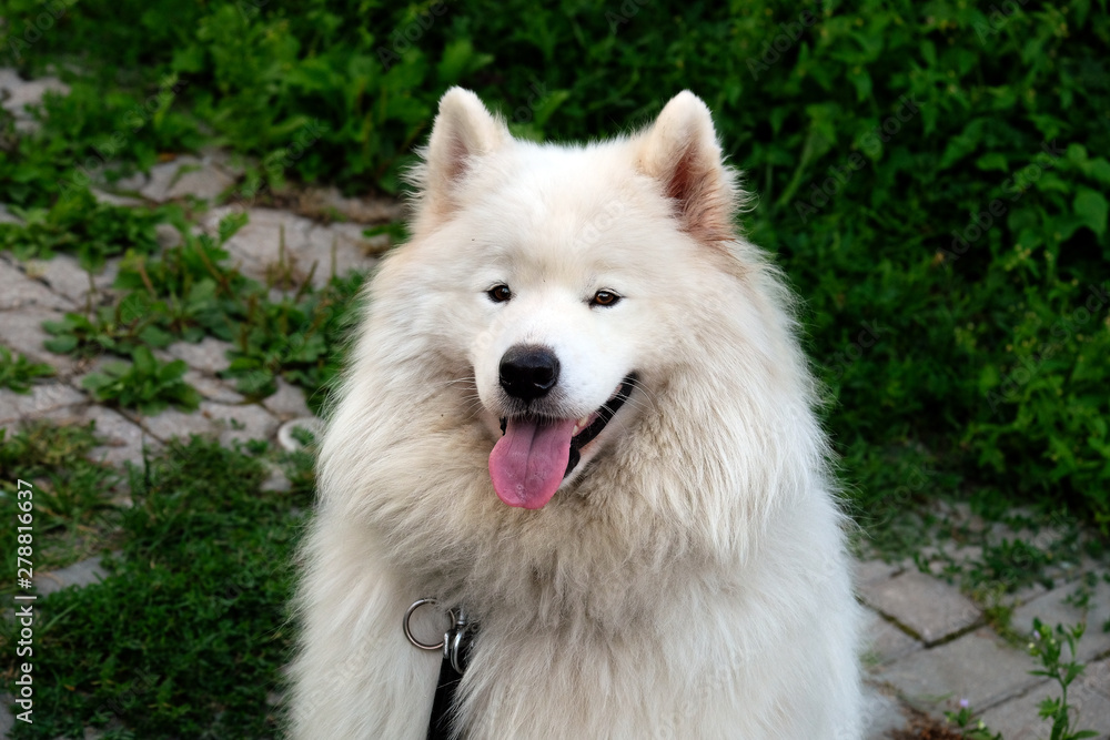 Arctic spitz Arctic spitz