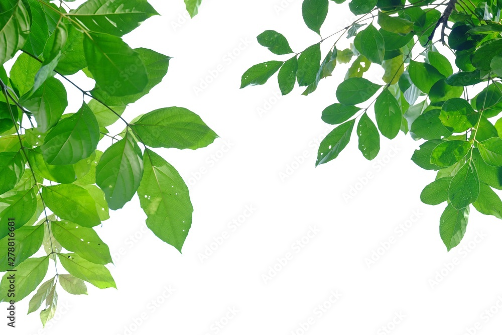 Tropical tree leaves on white isolated background for green foliage backdrop Tropical tree leaves on white isolated background for green foliage backdrop