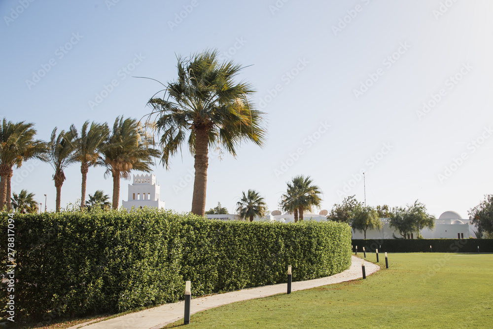 Green yard with palms in Egypt
