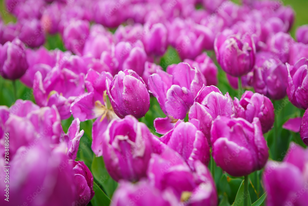 Tulipanes in the garden. Beautiful exotic tulip flowers cultivated in Netherlands garden. 