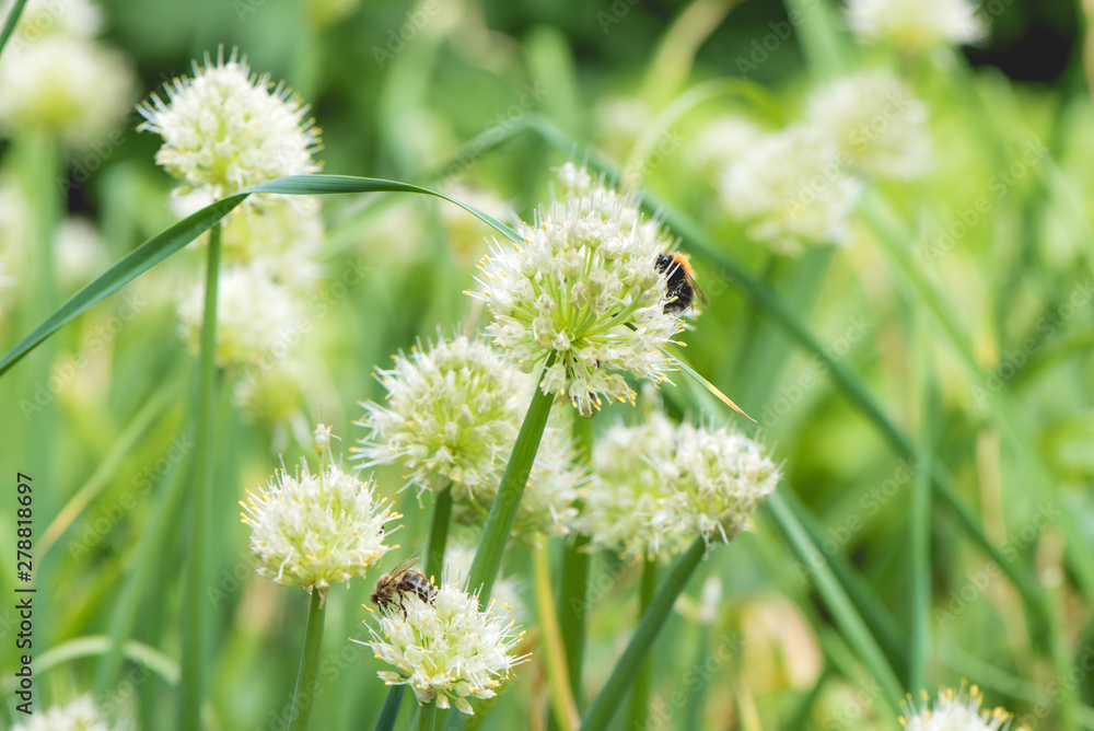 Bumblebee on Spring Onion. Red-tailed black bumblebee collecting pollen from onion flower Bumblebee on Spring Onion. Red-tailed black bumblebee collecting pollen from onion flower