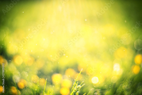 Sunny abstract green nature background, selective focus