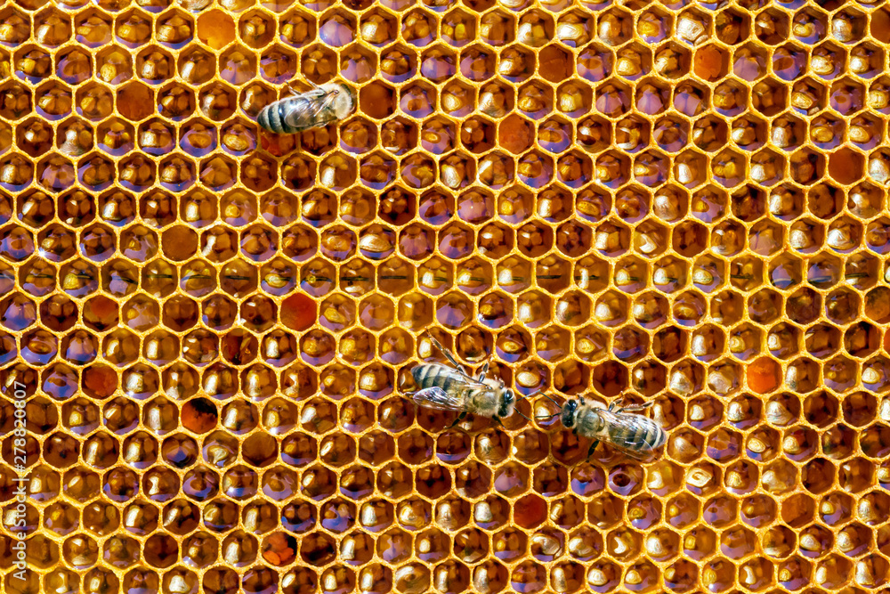 Bees and honey - obrazy, fototapety, plakaty 