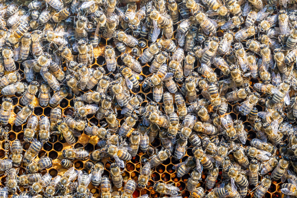 Bees on comb Bees on comb