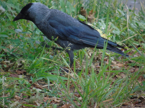 crow on grass