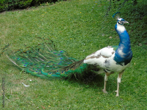 peacock in the grass