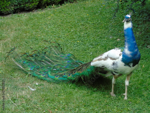 peacock