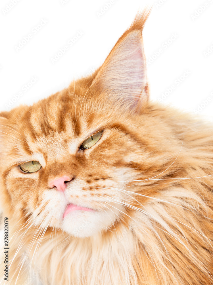 Young red blotched tabby Maine Coon female cat, isolated, white background Young red blotched tabby Maine Coon female cat, isolated, white background