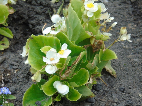 white flowers in the garden