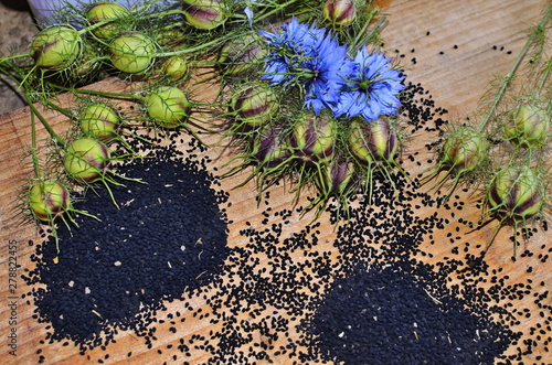 Black Cumin field , Nigella Sativa. photo