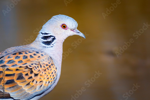 Фотография Colorful Dove