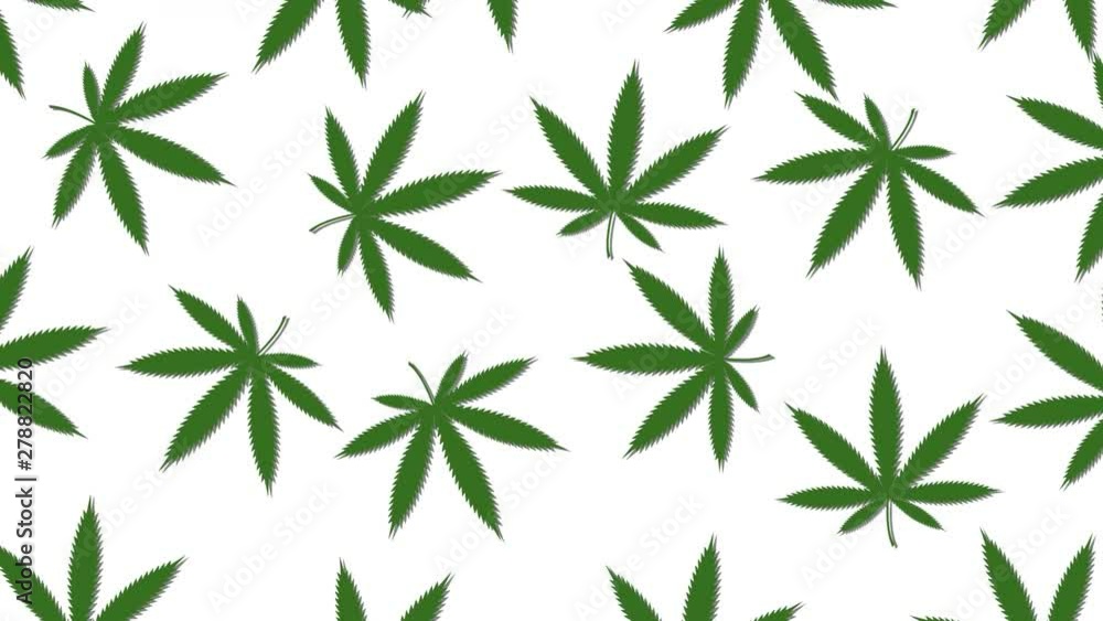 Minimal motion design animation. Cannabis leaves wiggle and rotate at color background. Abstract graphics in trendy colors and style. Seamless looping animation. Minimal motion design animation. Cannabis leaves wiggle and rotate at color background. Abstract graphics in trendy colors and style. Seamless looping animation.