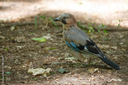 Close-up of a bird with bright feathers known as a jay sitting on the ground among the foliage, selective focus