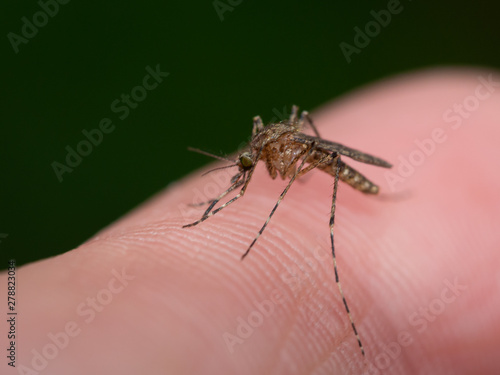 Mücke, Stechmücke, Aedes albopictus, Gelse – Blut saugend - Mückenstich