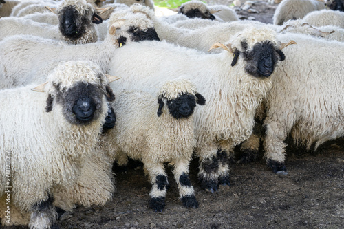 funny black nosed sheep in the mountains of Zermatt, Valais, Wallis, photo