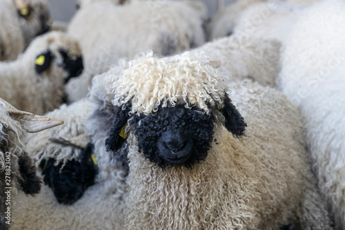 funny black nosed sheep in the mountains of Zermatt, Valais, Wallis,