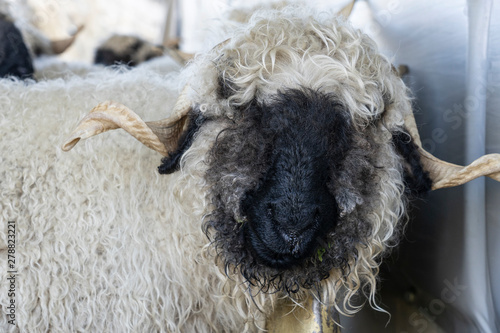 funny black nosed sheep in ...