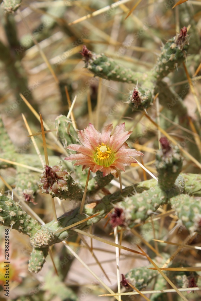 Pencil Cholla is the common name, botanical nomenclature is Cylindropuntia Ramosissima, visualize here in 29 Palms, blossoming in early Summer, Southern Mojave Desert native plants, 061119. Pencil Cholla is the common name, botanical nomenclature is Cylindropuntia Ramosissima, visualize here in 29 Palms, blossoming in early Summer, Southern Mojave Desert native plants, 061119.