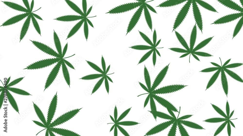 Minimal motion design animation. Cannabis leaves rotate at color background. Abstract graphics in trendy colors and style. Seamless looping animation. Minimal motion design animation. Cannabis leaves rotate at color background. Abstract graphics in trendy colors and style. Seamless looping animation.