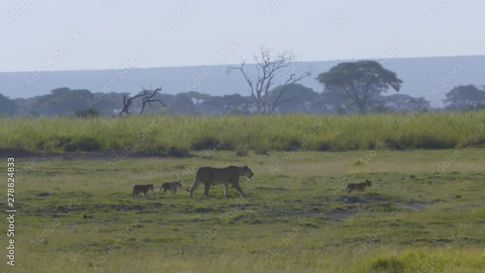 Lioness walking across plains with 3 cubs Lioness walking across plains with 3 cubs