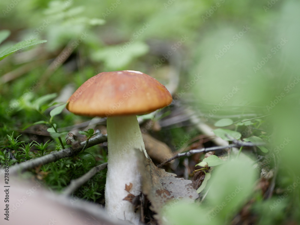 mushroom aspen on the background of green grass in the forest on a Sunny summer day. the gifts of the forest. organic food. mushroom aspen on the background of green grass in the forest on a Sunny summer day. the gifts of the forest. organic food.