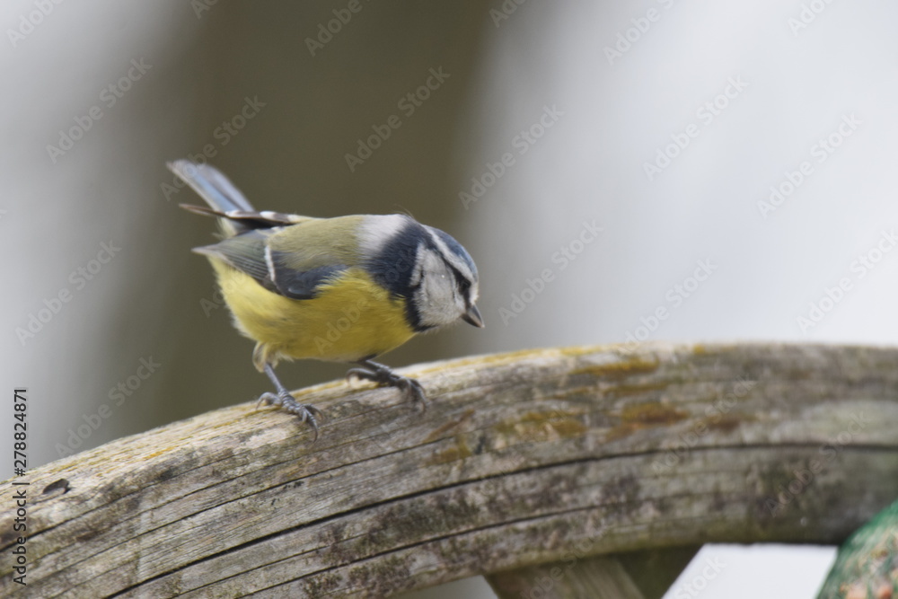 Obraz premium Bird eating