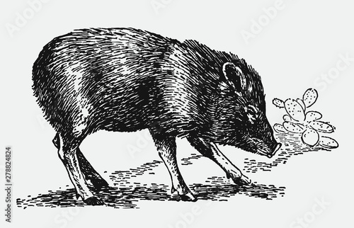 Collared peccary pecari tajacu in side view in front of a cactus plant. Illustration after a historical engraving from the early 20th century