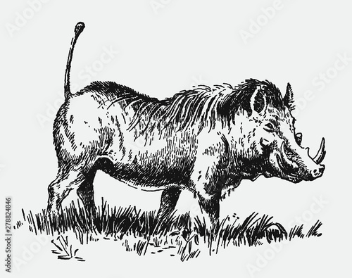 Common warthog, phacochoerus africanus standing in a grassland. Illustration after an antique engraving from the early 20th century