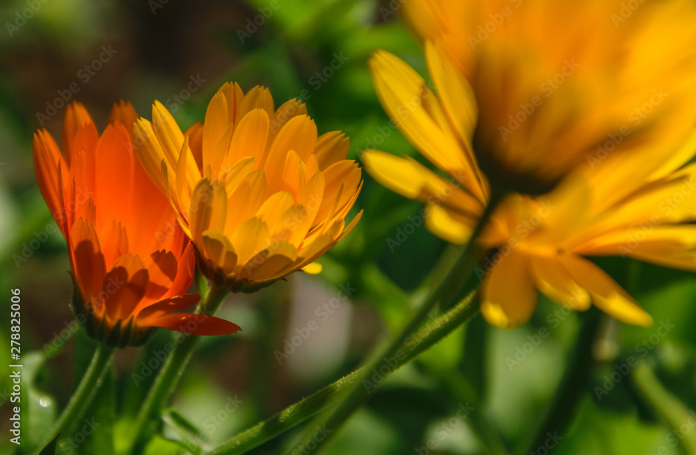 Orange calendula flower shot from the side against the sun. Orange calendula flower shot from the side against the sun.