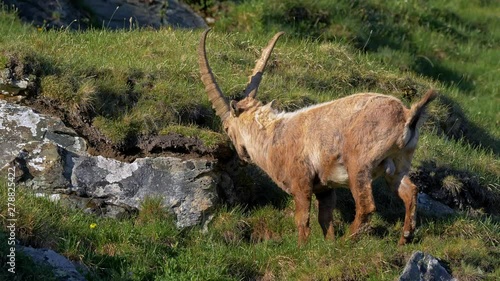 Alpine ibex (Capra ibex) scent marking photo