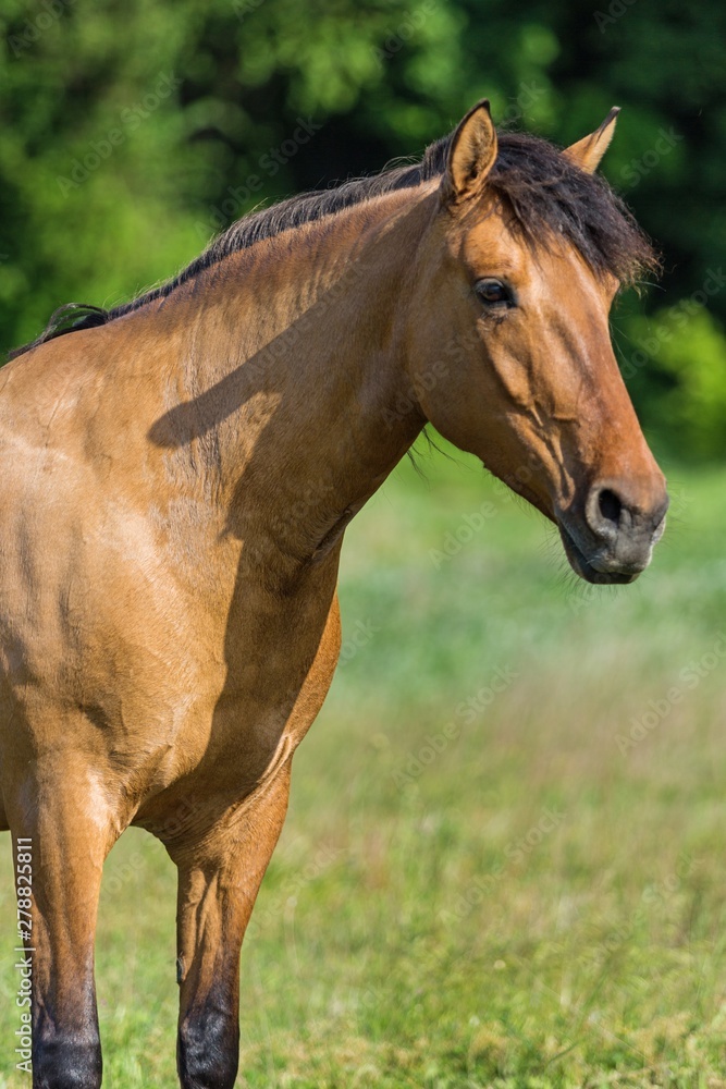 Bay Horse on a Pasture