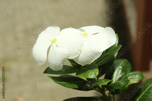 White Kashi Thetti Indian Flower