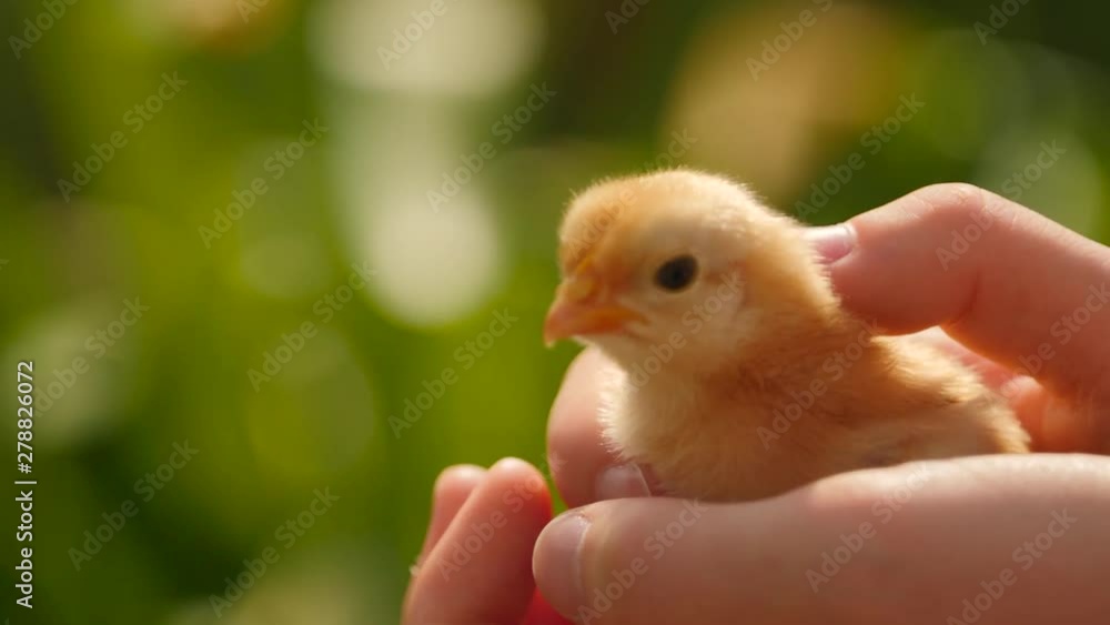 holding a chick in the hands showing affection by petting it holding a chick in the hands showing affection by petting it