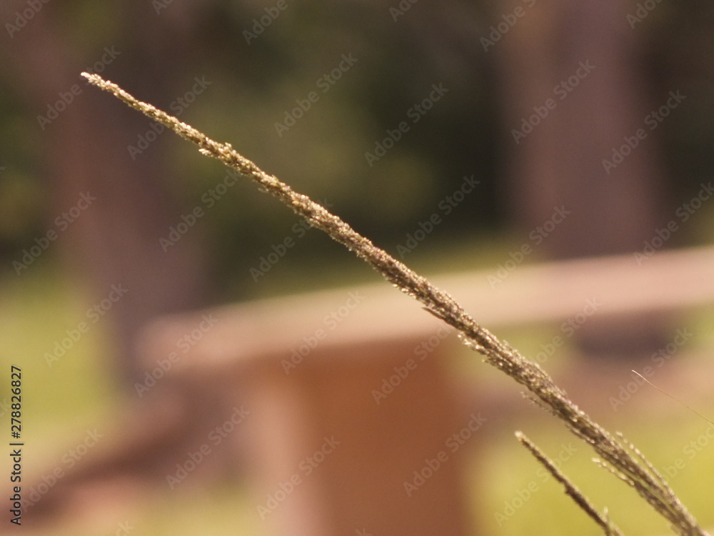 green grass on background of green grass green grass on background of green grass