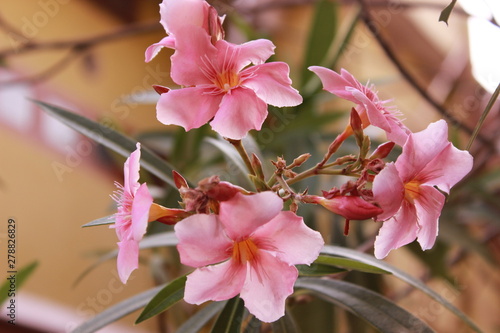 Arali Flower (Kerala)