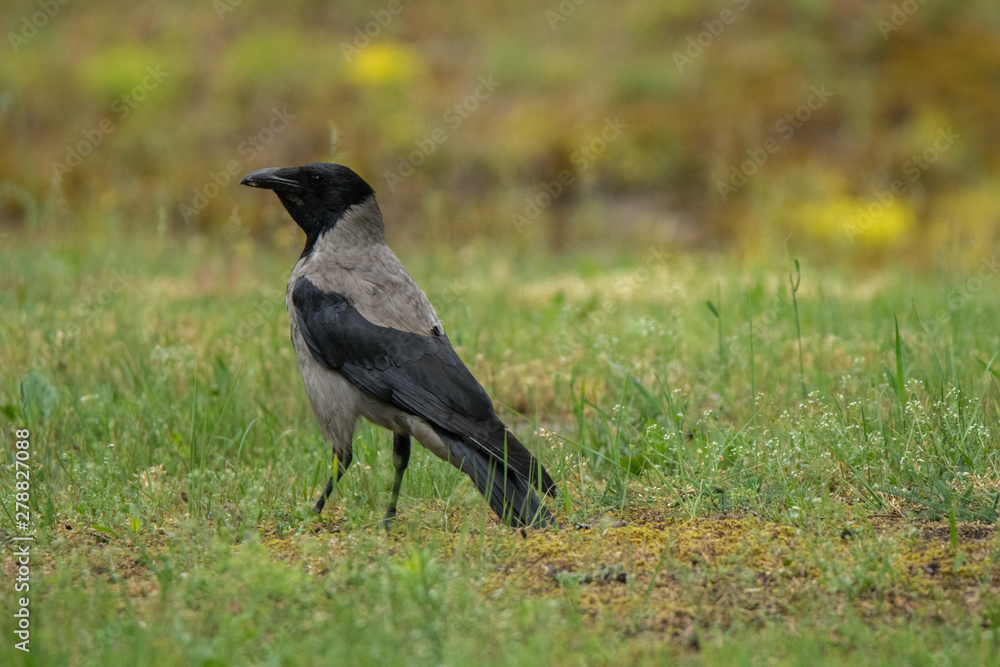 grey crow stands on the green graas in city park and looking around for food. grey crow stands on the green graas in city park and looking around for food.