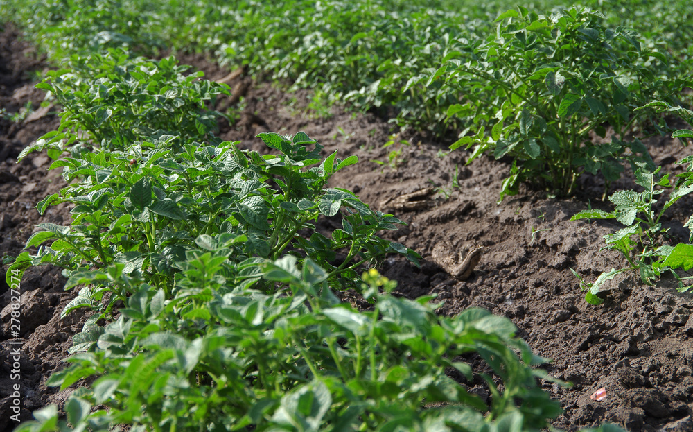 potato beds potato beds