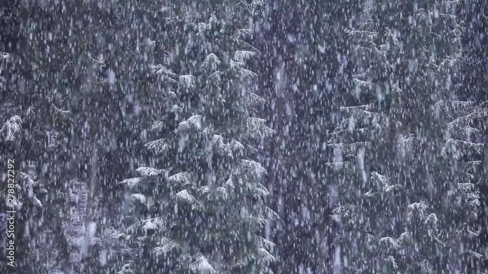 Heavy snowfall storm with conifer trees background. Heavy snowfall storm with conifer trees background.